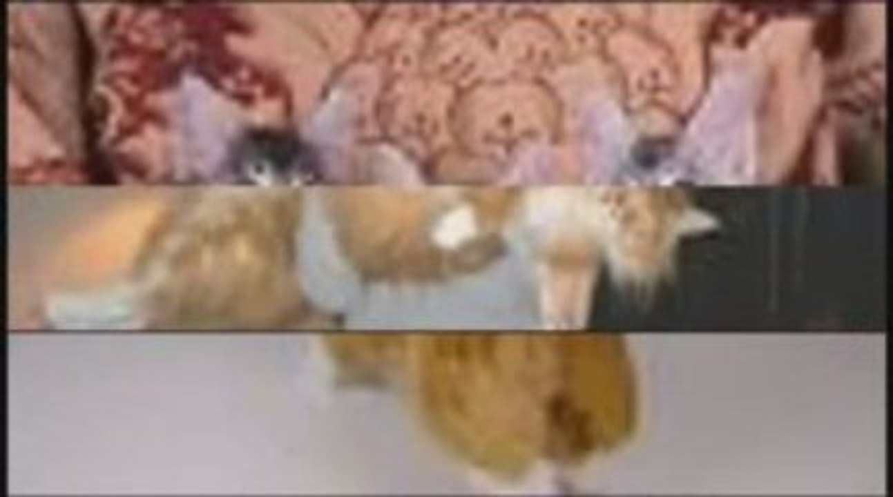maine coon kittens