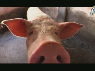 Episode 12 : La Ferme - SunnyD Surfcamp