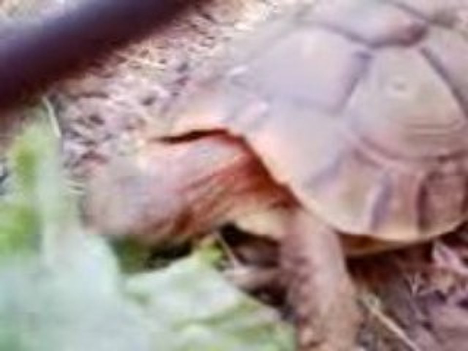 Ma tortue qui mange sa Salade