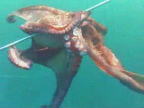 chasse sous marine Poulpe