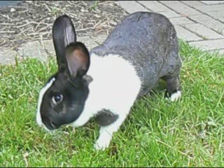 Lila, danette et euréka dans le jardin