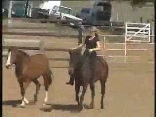 About Quantum Savvy Natural Horsemanship