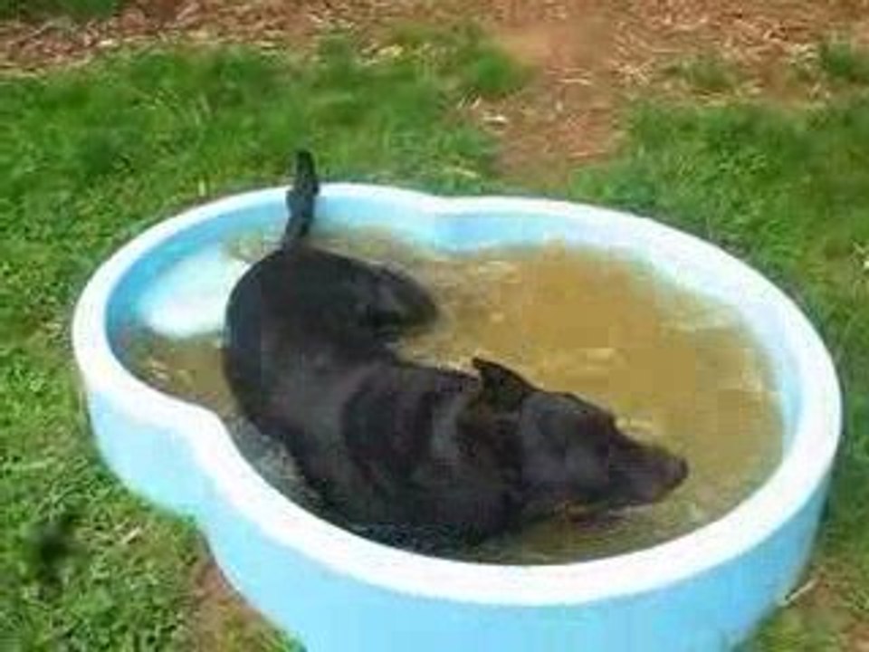 Pirate prends le bain !
