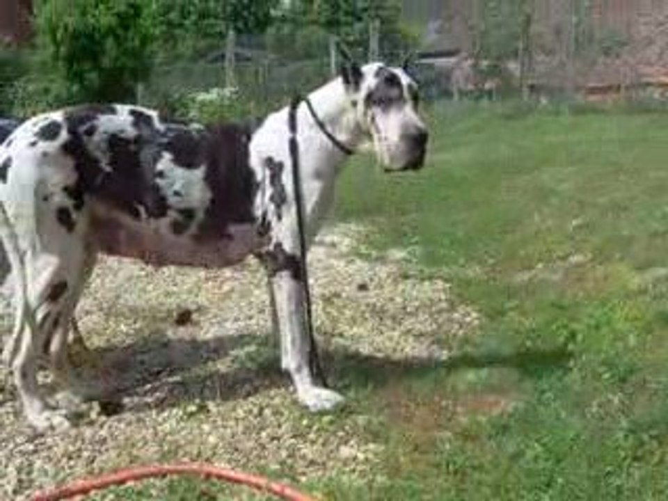 25 05 09 on lave les chiens (1)