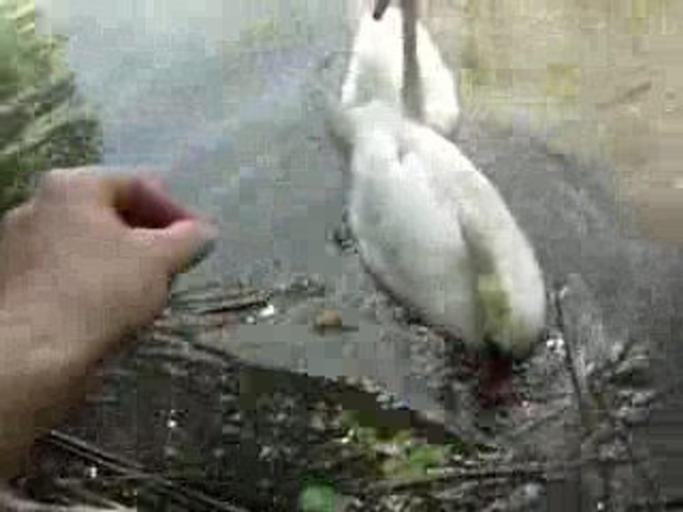 aega