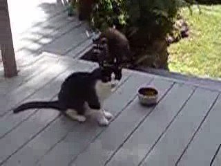 Chat vs raton laveur