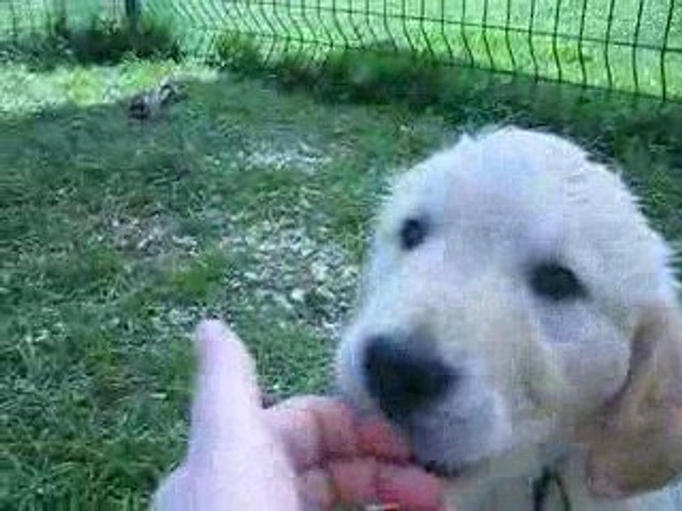 Chiots golden retriever affectueux....