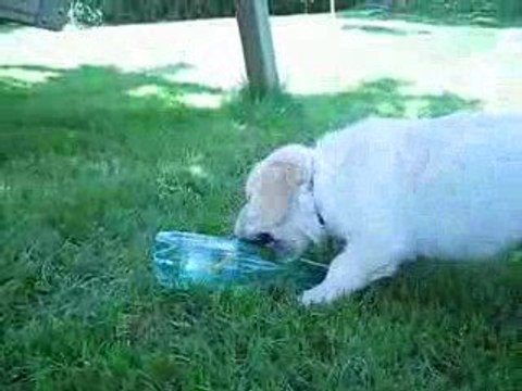 Pourquoi acheter des jouets.........