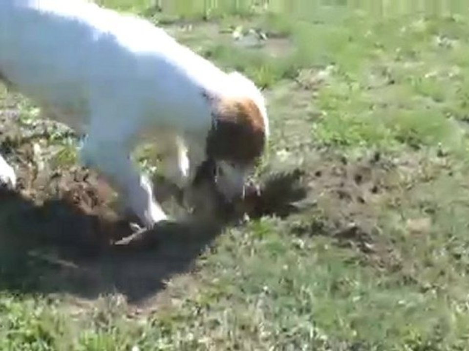 Charlie au Tiergarten