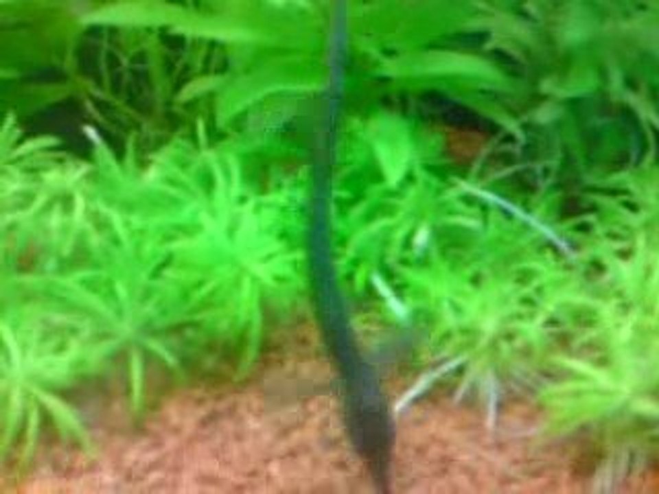 poisson éléphant qui mange