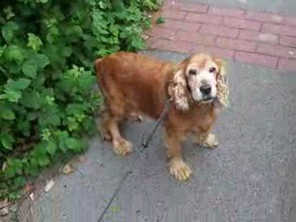 MILLIE en promenade-2