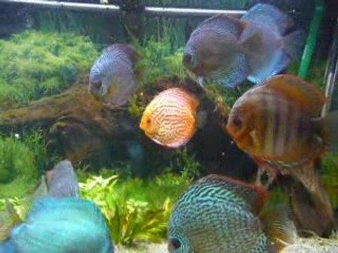 boutons et point blancs