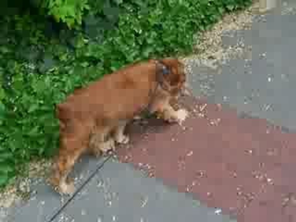 MILLIE en promenade-3