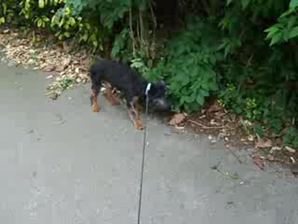 FOXY en promenade-1