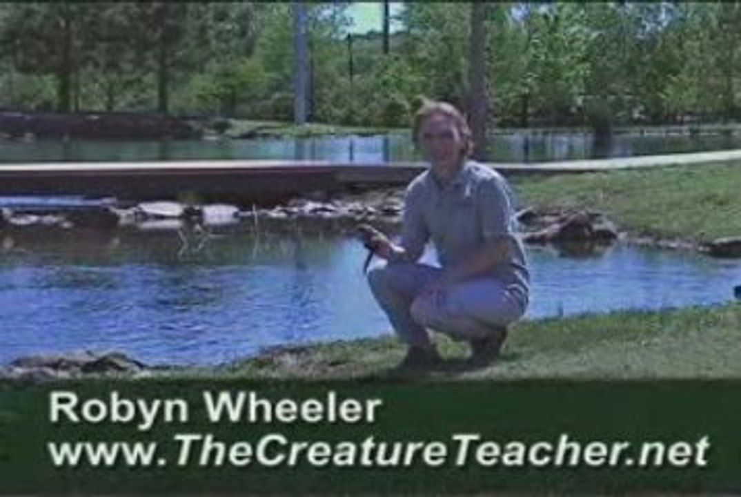 Bar Tiger Salamander Educational Video