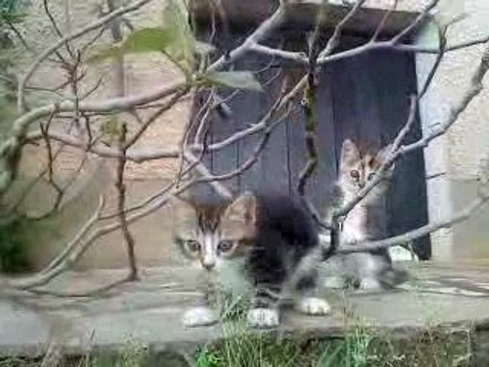 les chatons