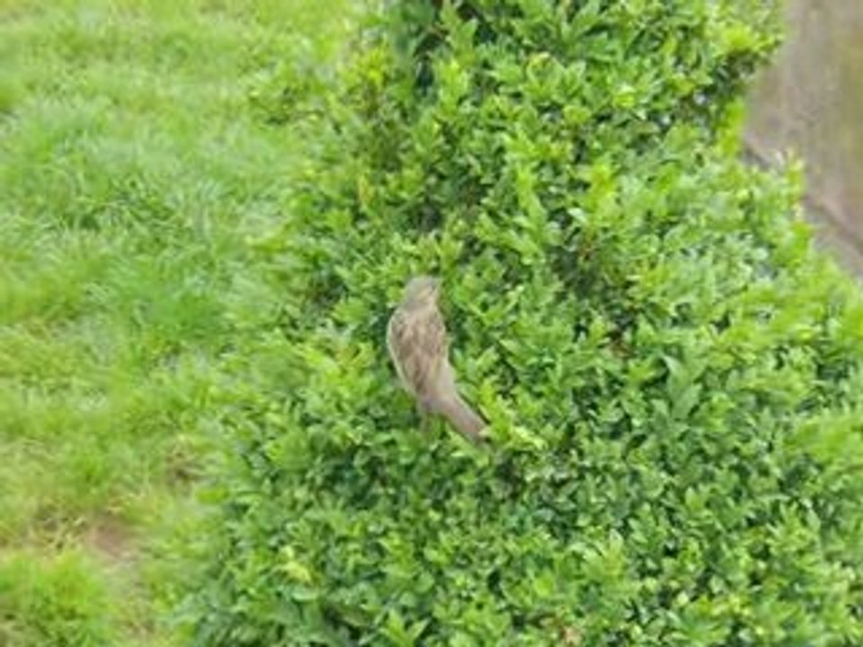Les Oiseaux de Montmartre Paris