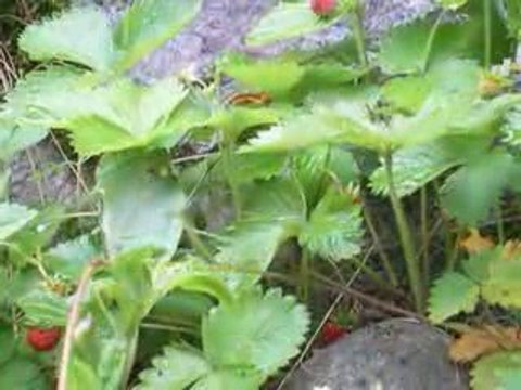 la Bourboule: Fraises des bois