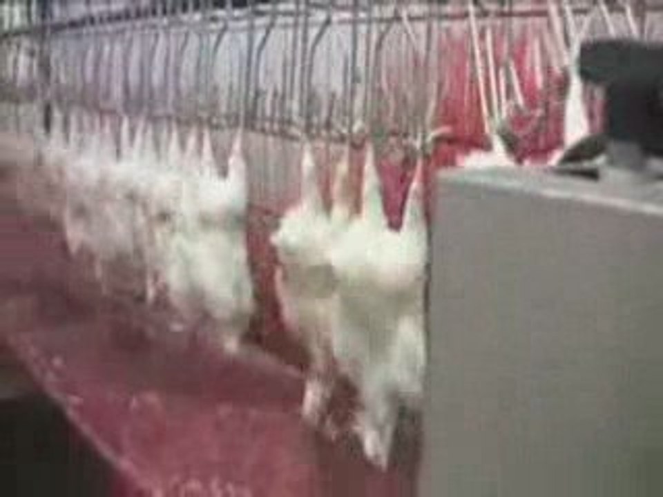 - Kfc N_est Pas Hallal_ C_est Haram