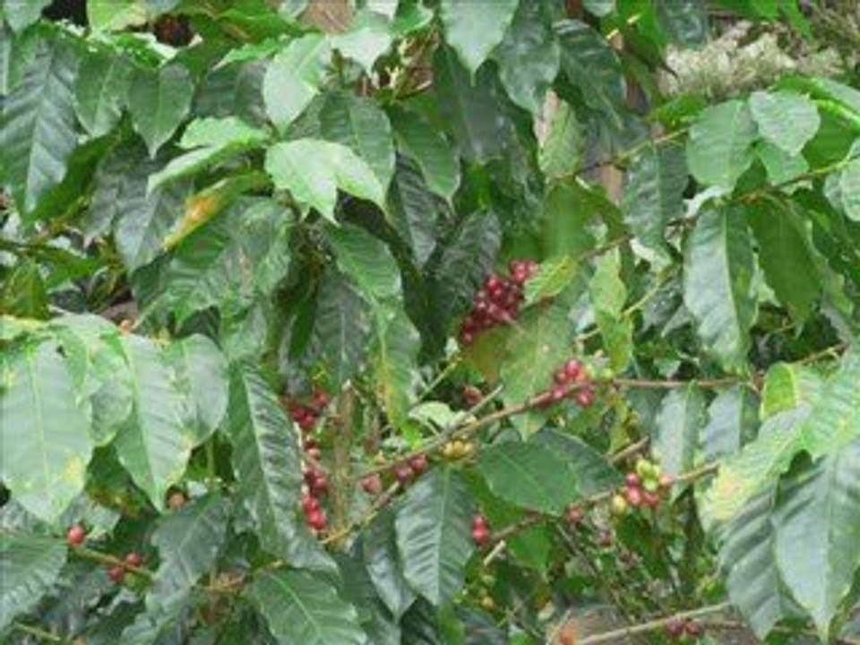 Naturaleza Costa Rica_0001