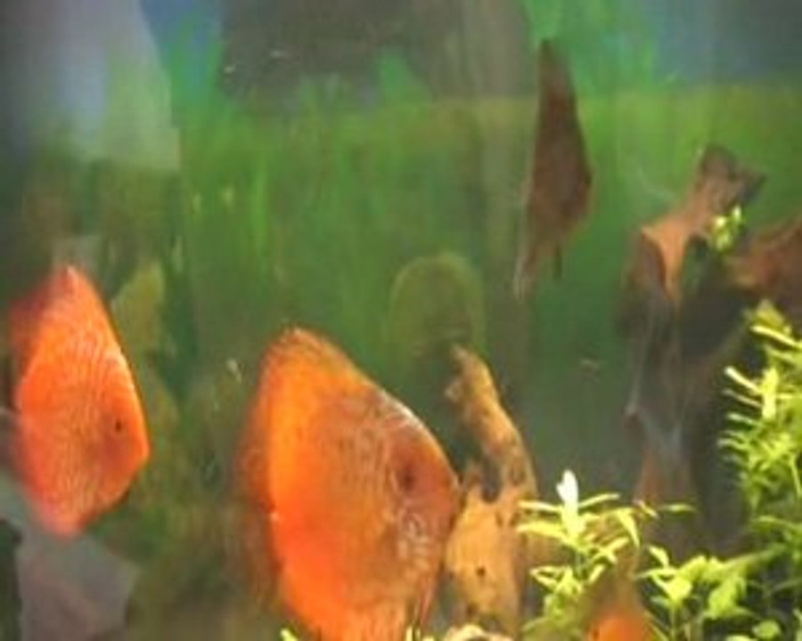 Discus vidéo