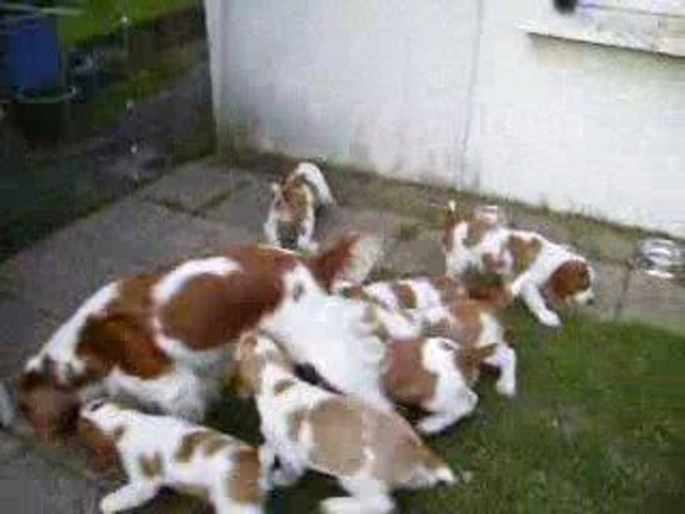 chiots Welsh springer