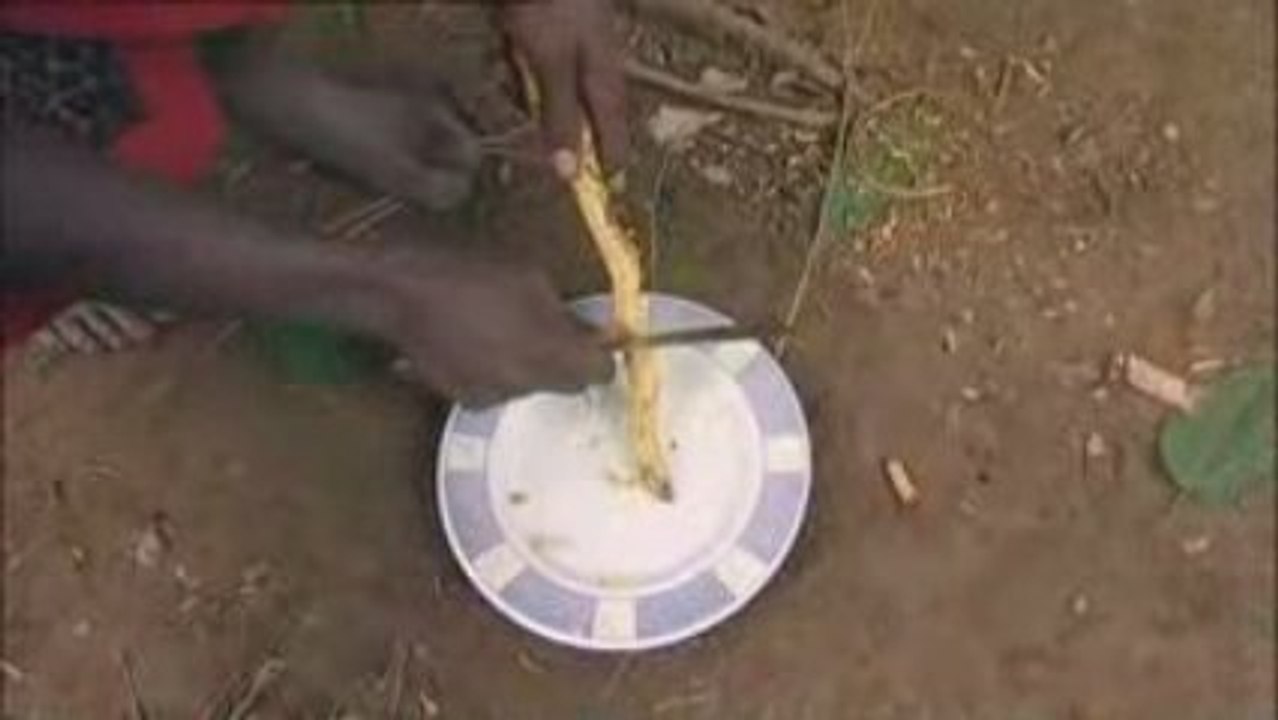 IBOGA, Les hommes du bois sacré 4*5