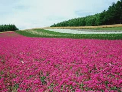ali bakanay-sürmene deresi