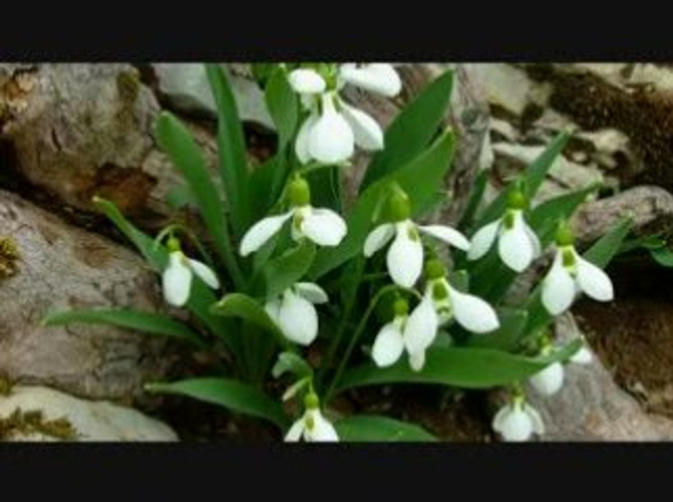 Fevzi Kurtuluş - Sevdiği Cenge Gidene