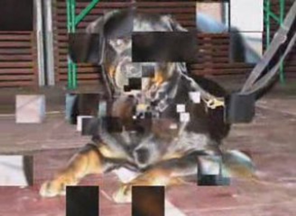 rottweilers de mes amis