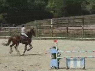 Caballo de 7 años por Echo des Forêts
