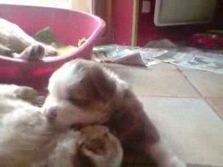 un combat feroce lol