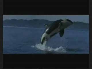 Orcas .. A dreams