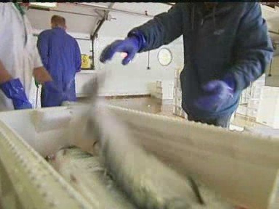 EU fishing quotas 'could be radically changed'