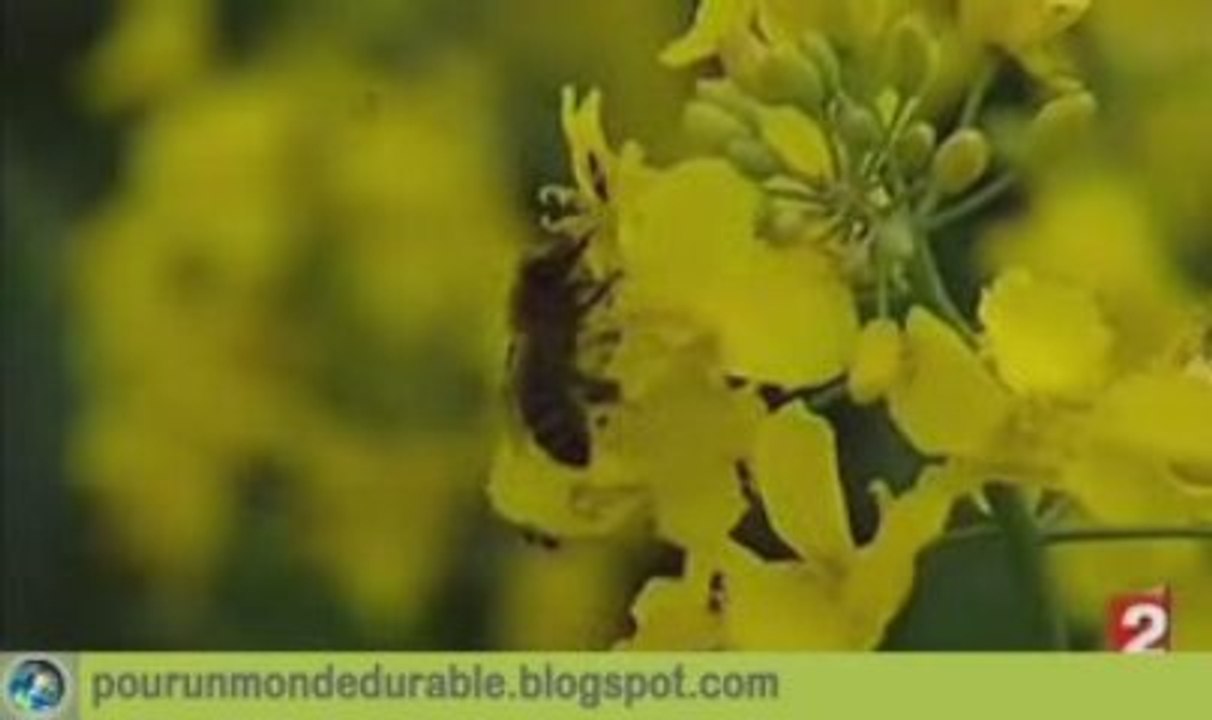 Abeille miel cruiser_