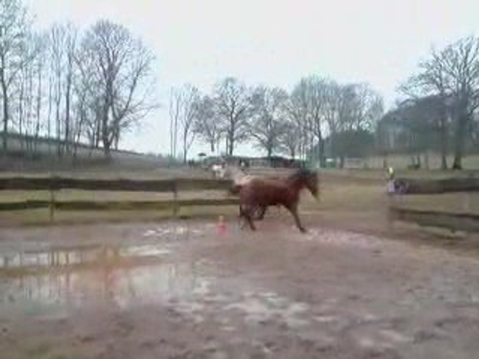 Folie chevaux