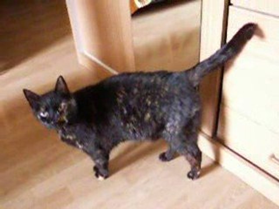 Swannie  dite " Choupette "