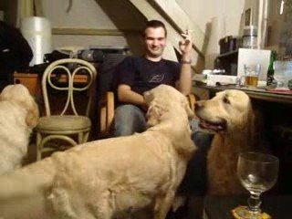 Chiens et ballon de baudruche