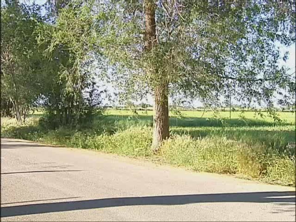 Piden quitar los árboles de la carretera