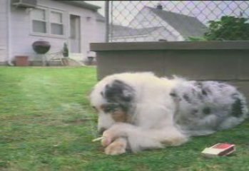 Pourquoi votre chien va dehors