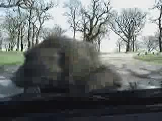 Les singes sur le capot !