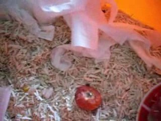 les bibous de Pokje a 1 jours