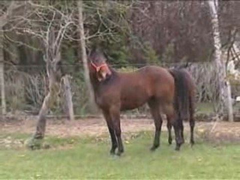 Le Fou -PS-: TOUT FOU Avril 09:son fils -24 mois-