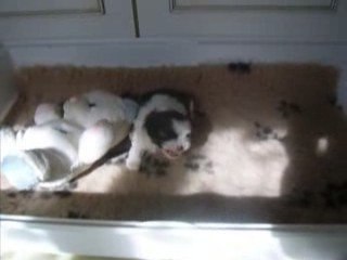 E'GAWA  BEBE DE CHANG TZI ET BAL TAI 2009