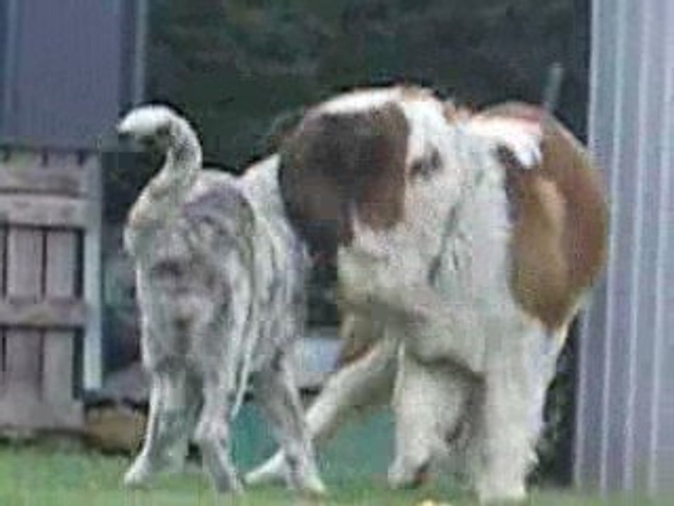 falko et pepa