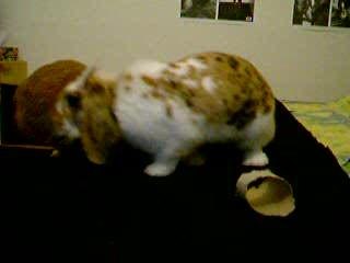 Sortie du soir sur le lit