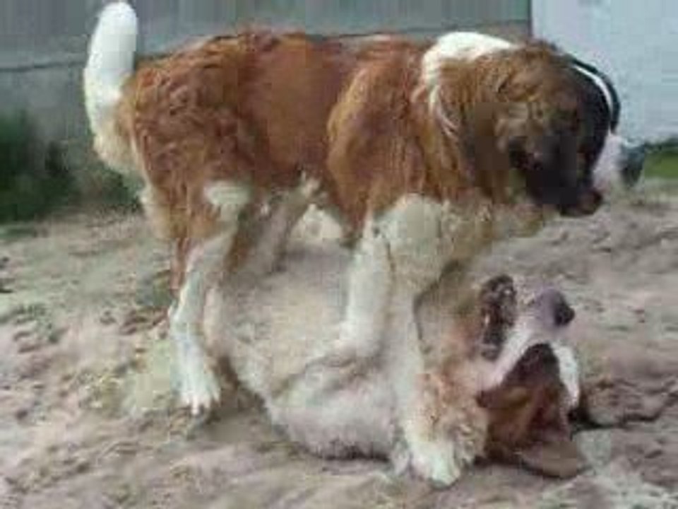 Titou et Kovu 2