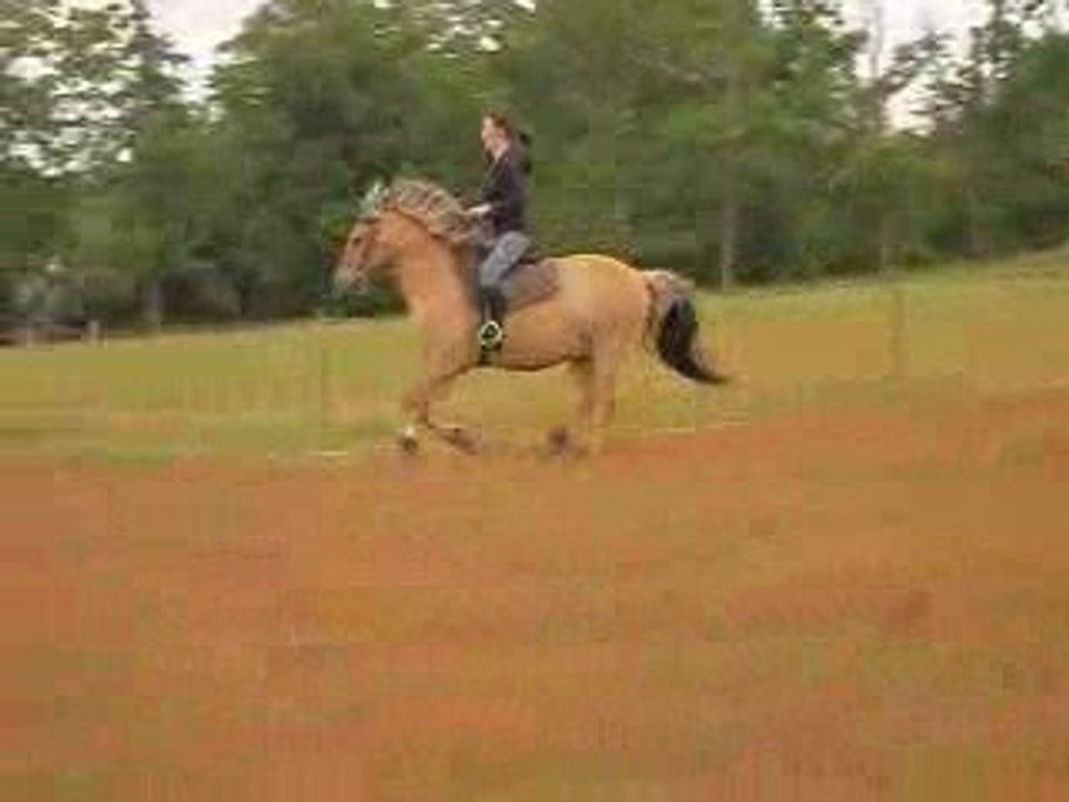 Pilou départ galop pas