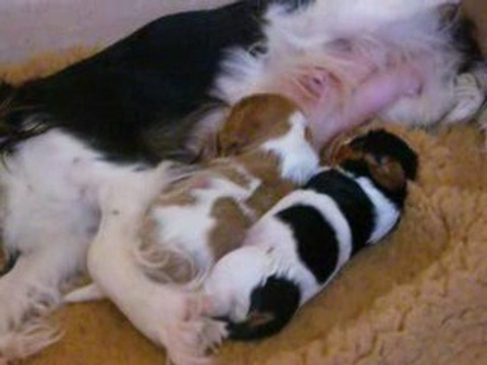 Chanel et ses bébés le 27 mai 2009