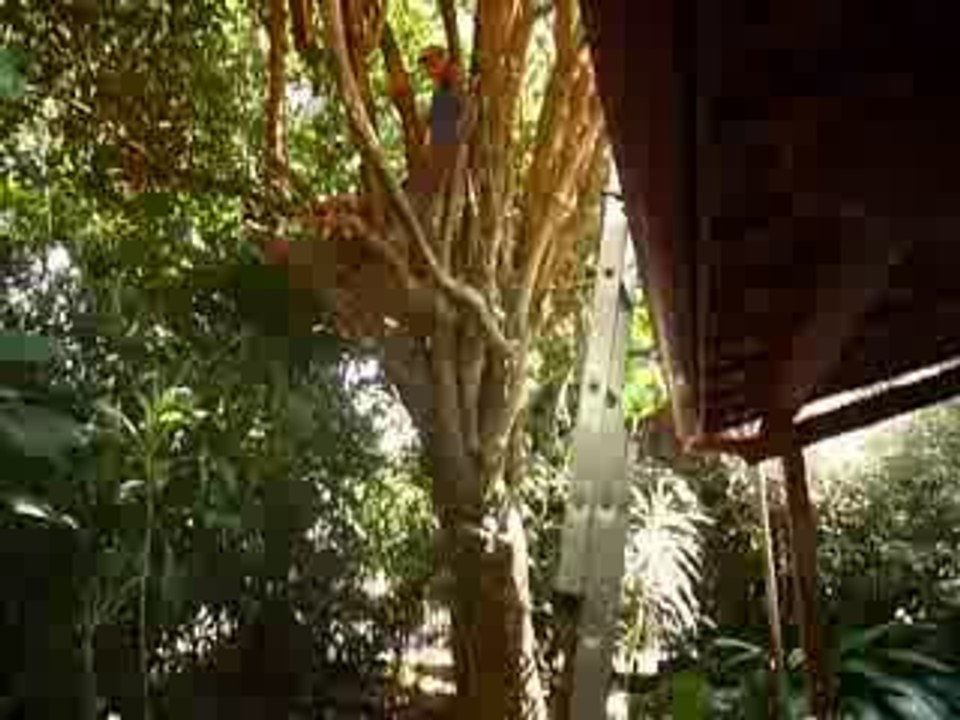 Bougainvillier